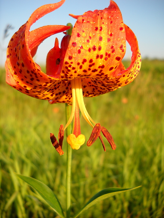 Lovely Orange Spotted Tiger Lily by Kent Lorentzen Lovely Orange Spotted Tiger Lily by Kent Lorentzen