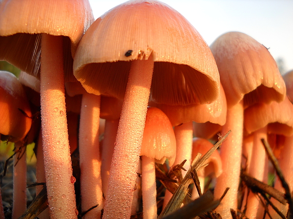 Pretty Pink Fairy Shelters by Kent Lorentzen Pretty Pink Fairy Shelters by Kent Lorentzen